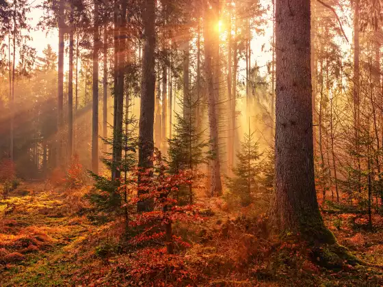 Autumn Equinox Angel Healing and Ceremony